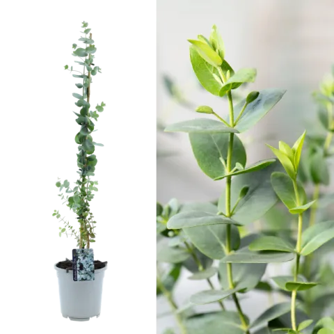 Gardenzo Eucalyptus XXL
