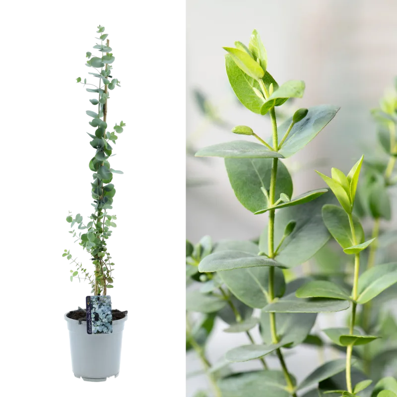 Gardenzo Eucalyptus XXL