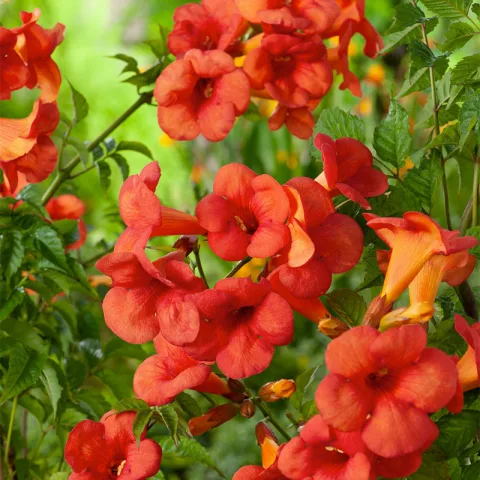 Gardenzo Klimmende Trompetbloem XXL