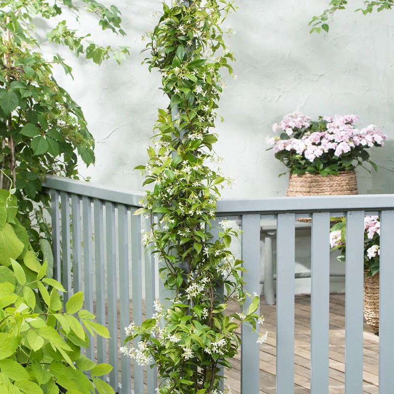 Gardenzo Toscaanse Jasmijn XXL