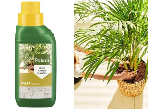 Pokon Palm Voeding 250ml