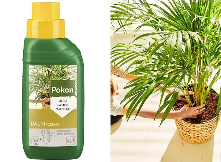 Pokon Palm Voeding 250ml