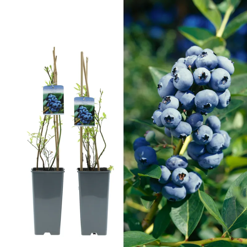 Set van 2 Gardenzo Fruitplanten