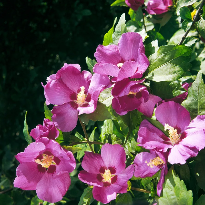 Set van 2 Gardenzo Hibiscus
