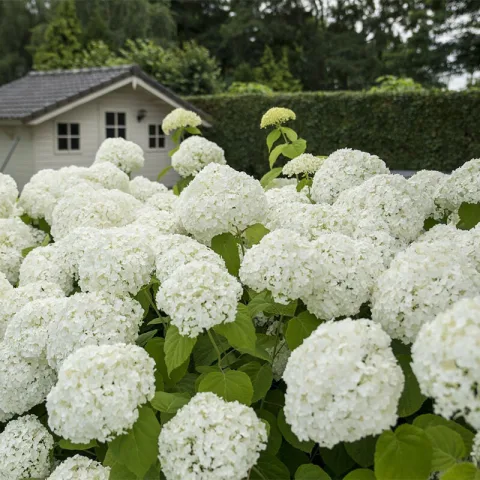 Set van 2 Gardenzo Hydrangea Strong Annabelle