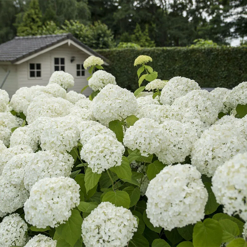Set van 2 Gardenzo Hydrangea Strong Annabelle