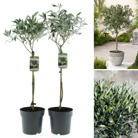 Set van 2 Gardenzo Olijfbomen