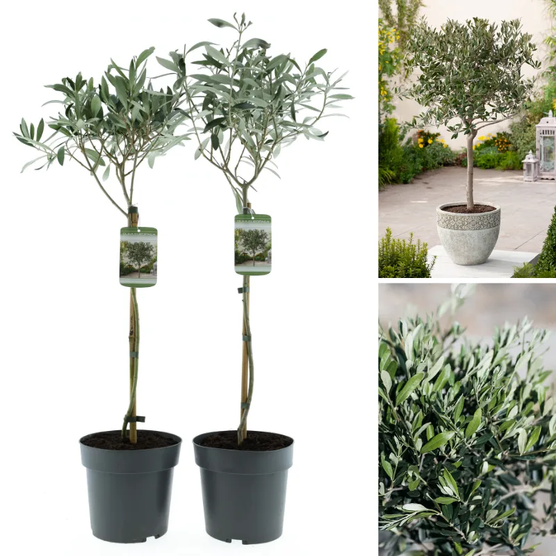 Set van 2 Gardenzo Olijfbomen