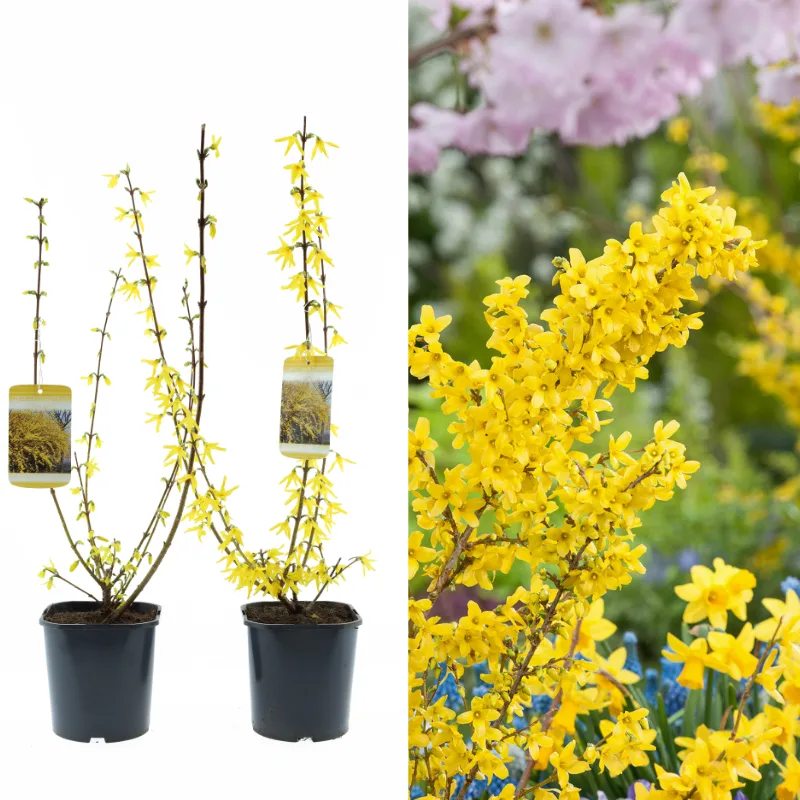 Set van 2 Gardenzo Sierheesters Forsythia Spectabilis