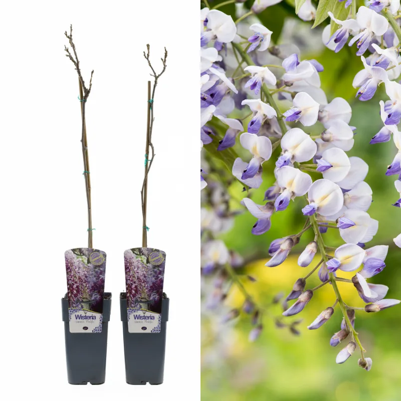 Set van 2 Gardenzo Wisteria 'Blauwe Regen' Planten