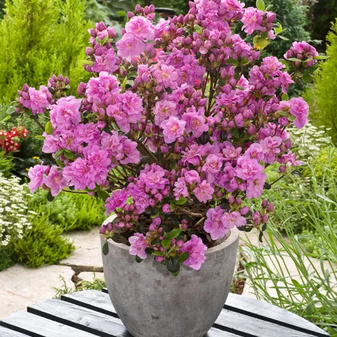 Set van 3 Gardenzo Azalea's