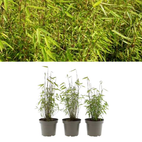 Set van 3 Gardenzo Bamboe