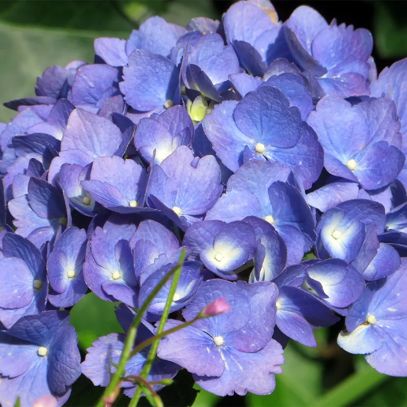 Set van 3 Gardenzo Hydrangea