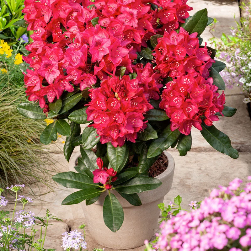 Set van 3 Gardenzo Rhododendrons