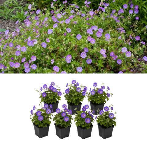 Set van 7 Geranium Planten