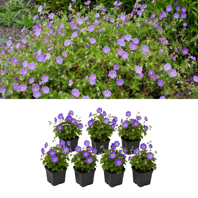 Set van 7 Geranium Planten