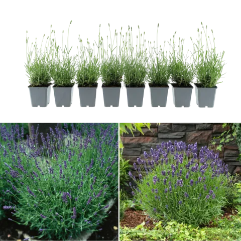 Set van 8 Lavendel Planten