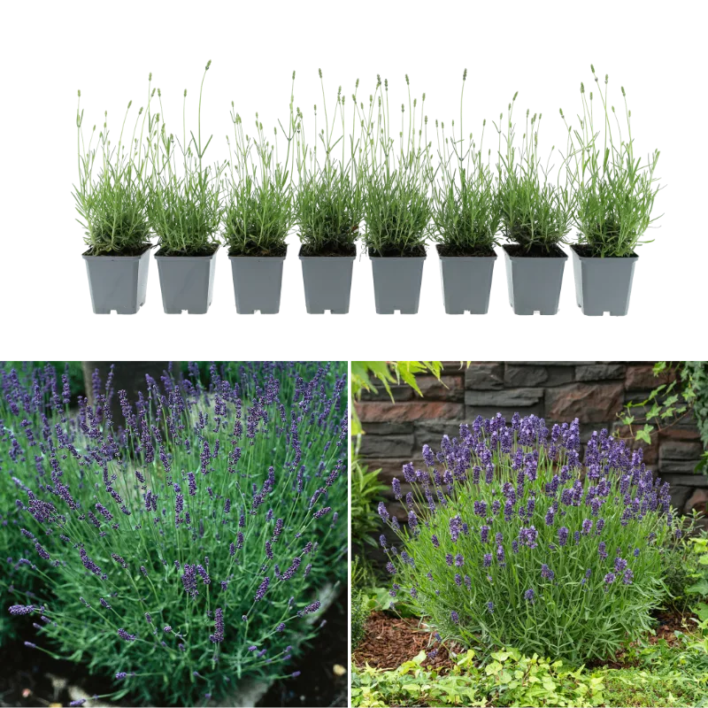 Set van 8 Lavendel Planten